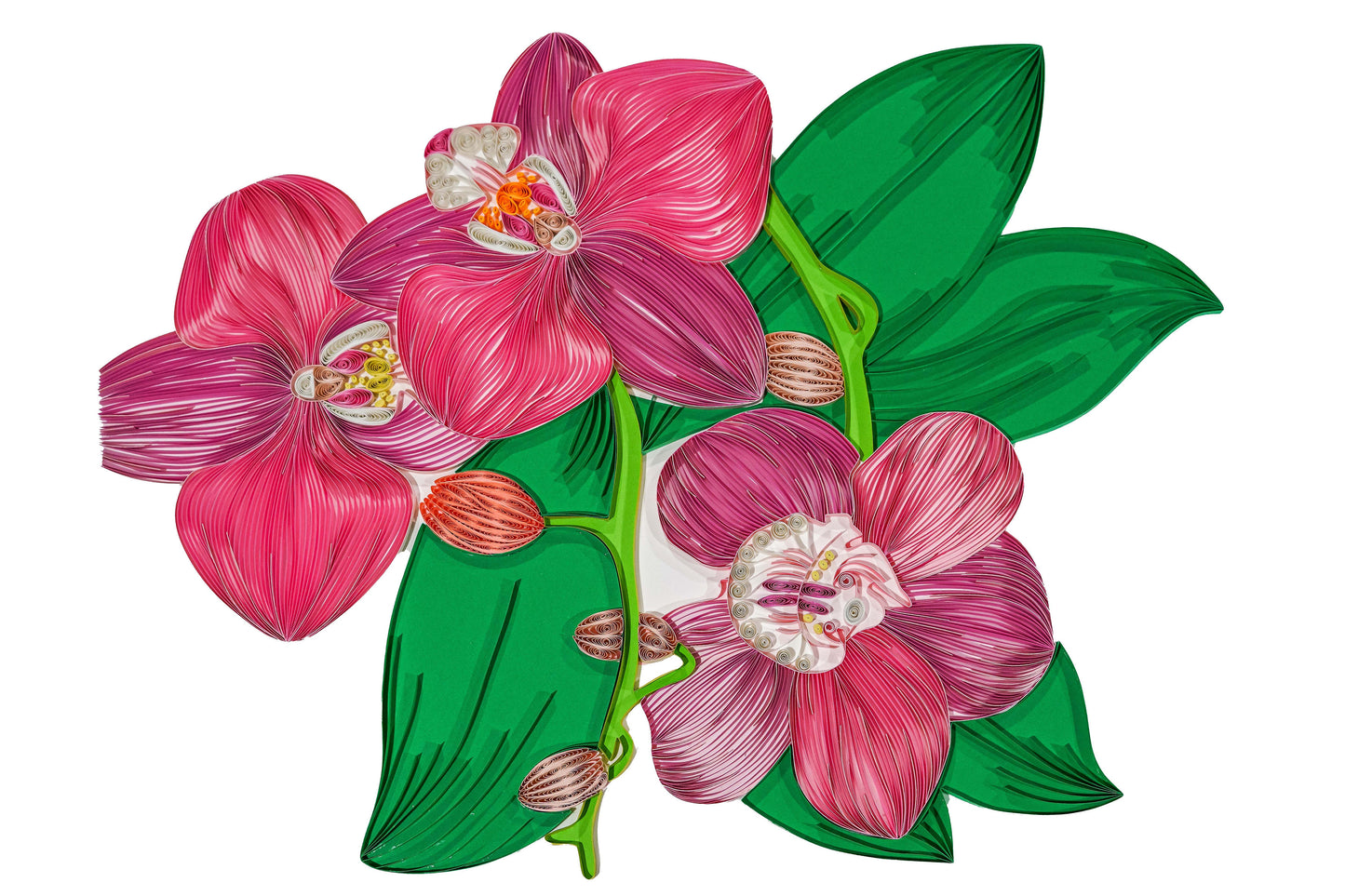 Orchids