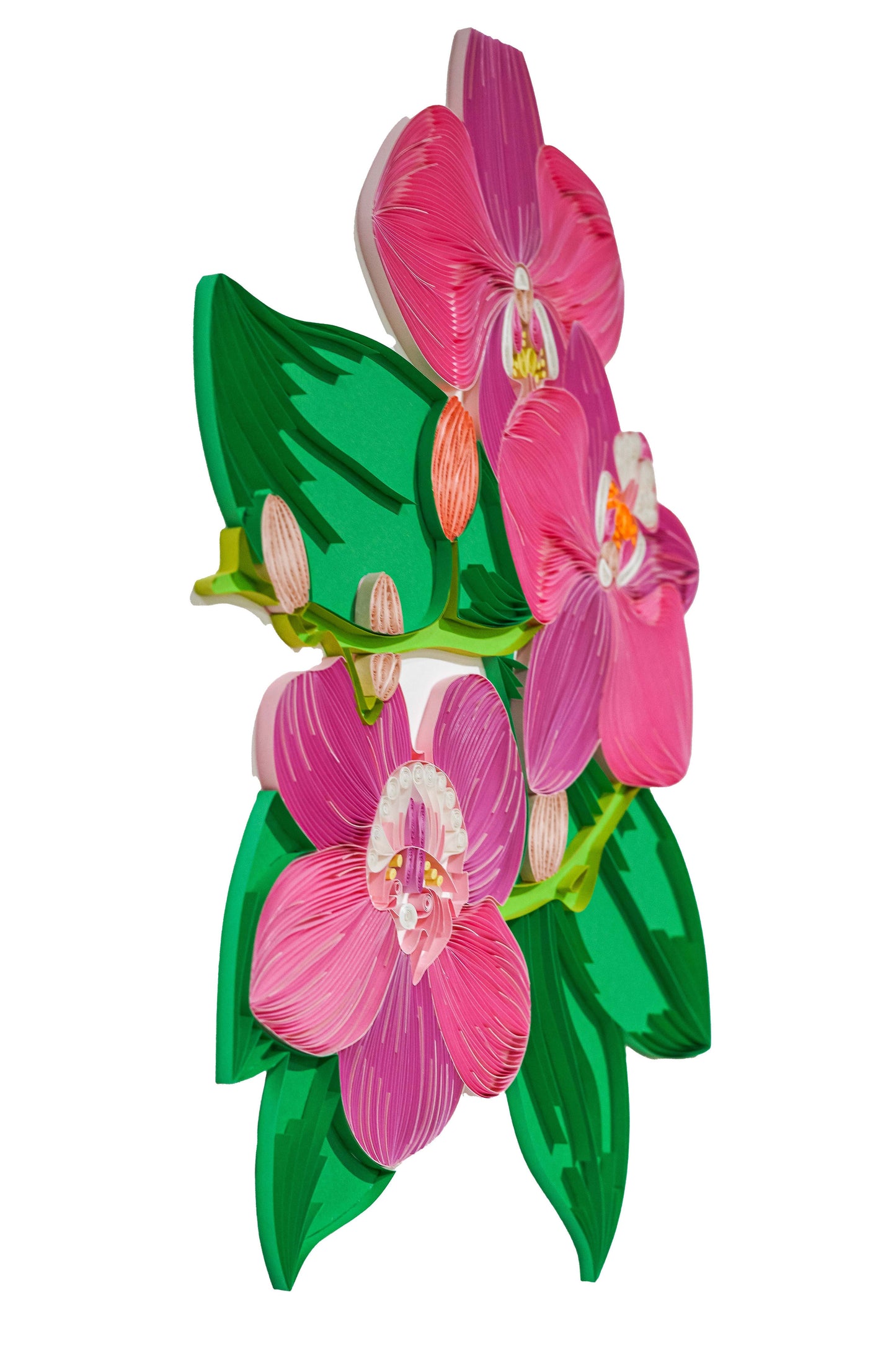 Orchids